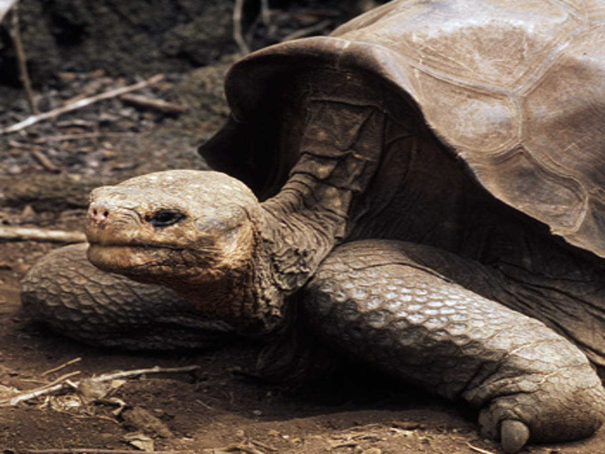 Lonesome George © Martin Harvey