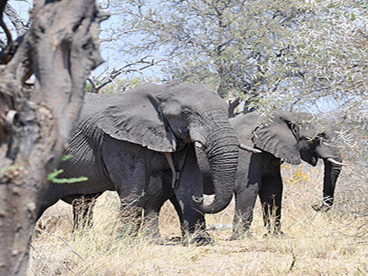 Elefanten in Namibia © WWF