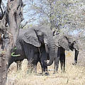 Elefanten in Namibia © WWF