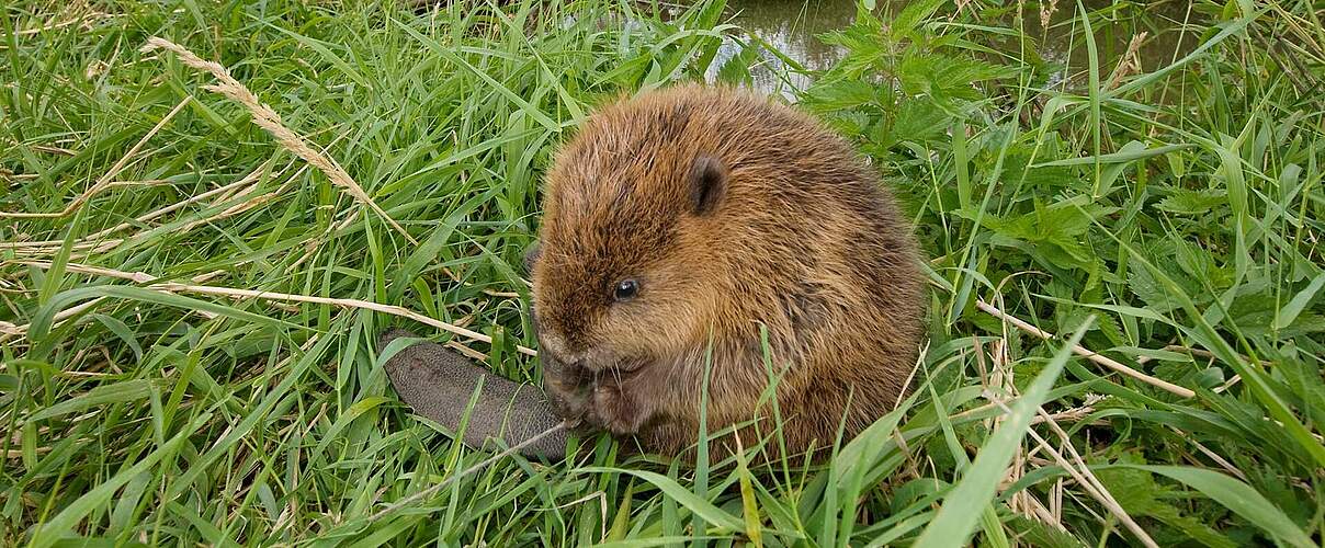 Biber an der mittleren Elbe © Thomas Stephan / WWF