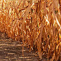Blick auf einem ausgetrockneten Maisfeld nach Wochen ohne Regen © GettyImages