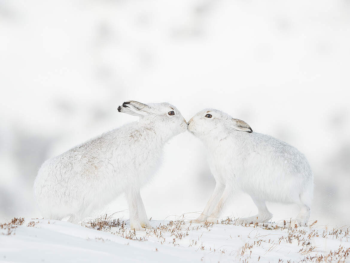 Tender Touch © Andy Parkinson / Wildlife Photographer of the Year