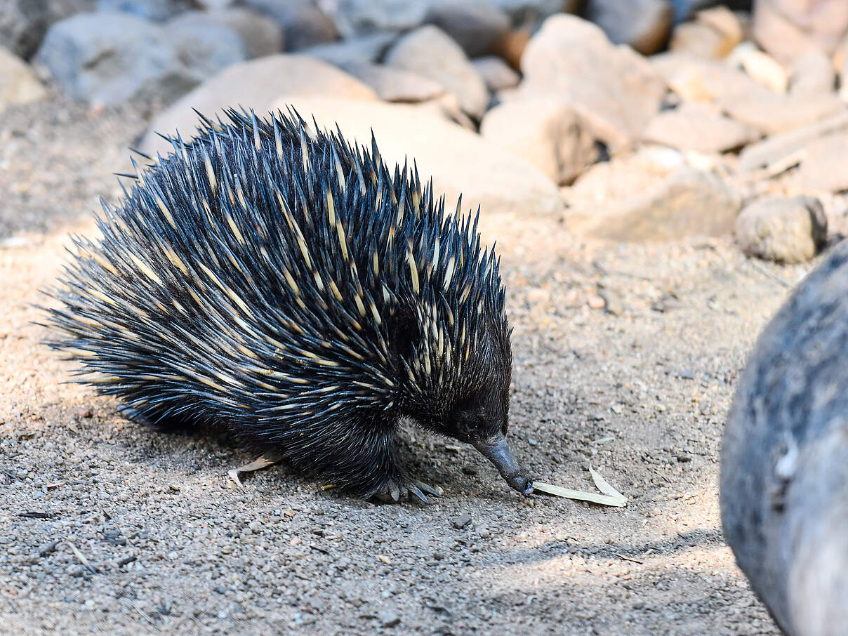 Echidna Kurzschnabel Ameisenigel