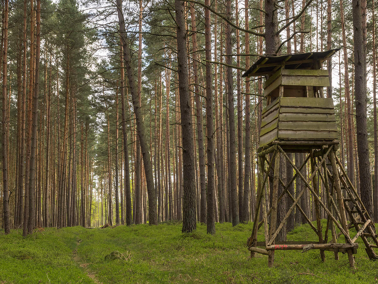 Hochsitz für die Jagd © kama71 / iStock / Getty Images