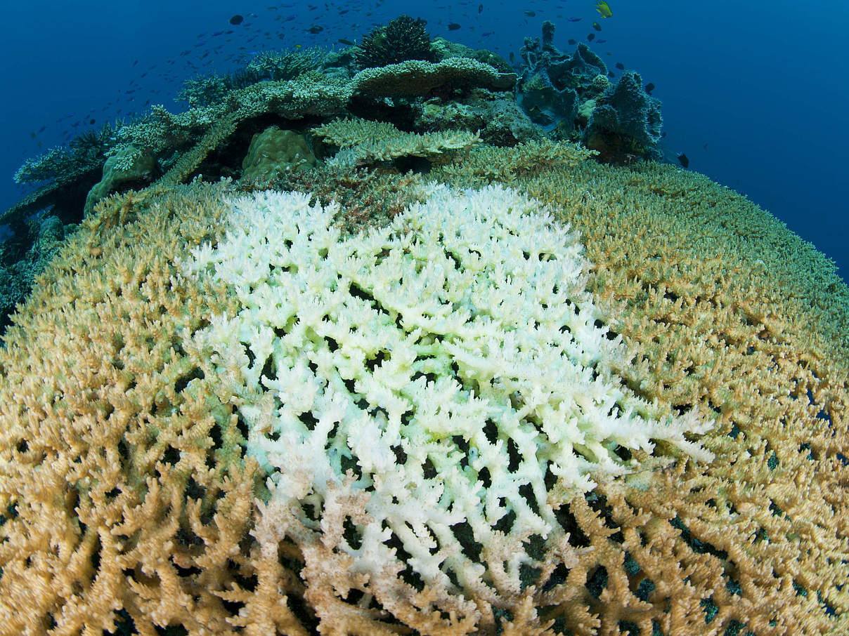 Korallenbleiche © Jürgen Freund / WWF