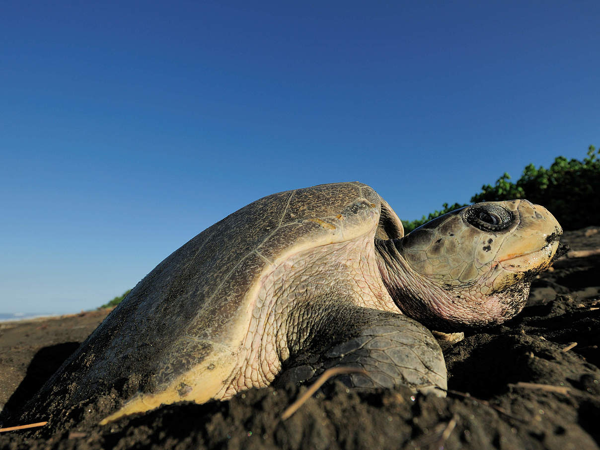 Pazifische Bastardschildkröte © naturepl.com / Solvin Zankl / WWF