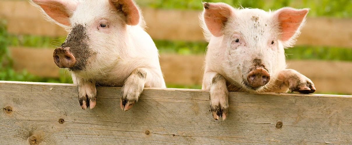 Schweine am Zaun © PahaM / iStock / Getty Images Plus