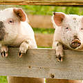 Schweine am Zaun © PahaM / iStock / Getty Images Plus