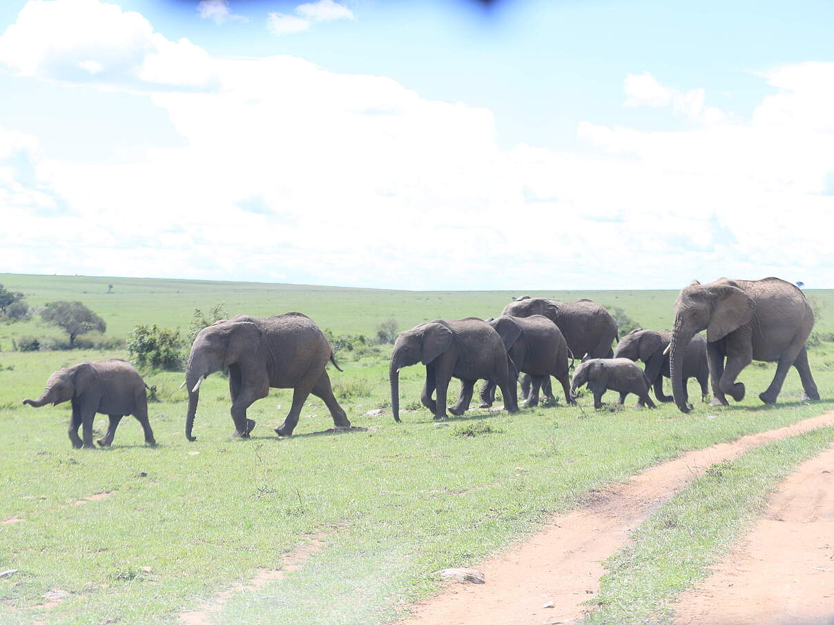Die Elefanten brauchen Wanderkorridore, sonst ist das Zusammenleben zwischen Mensch und Tier gefährdet © WWF Kenia