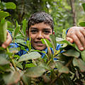 Mate in Paraguay © Sonja Ritter / WWF