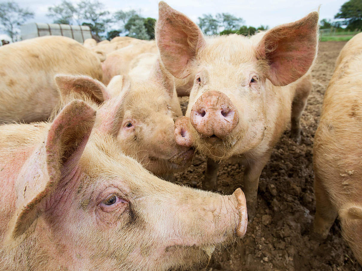 Schweine auf einem Bio-Hof in Dorset © Global Warming Images / WWF