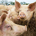 Schweine auf einem Bio-Hof in Dorset © Global Warming Images / WWF