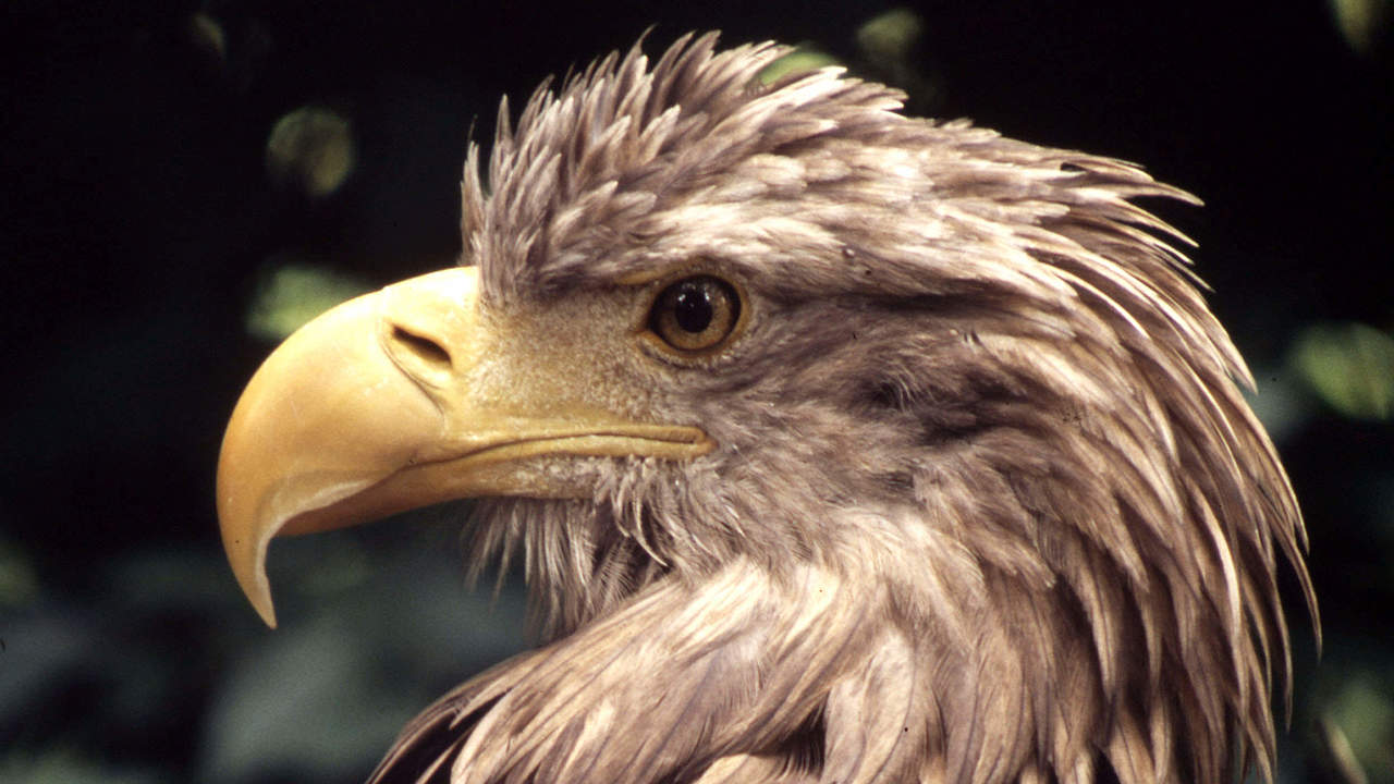 Seeadler © Chris Martin Bahr / WWF-Canon