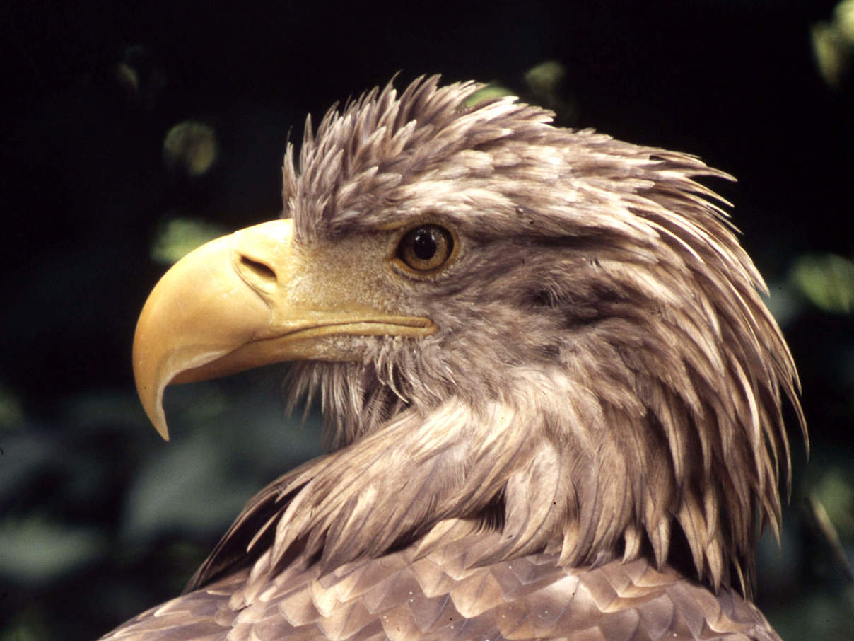 Seeadler © Chris Martin Bahr / WWF-Canon