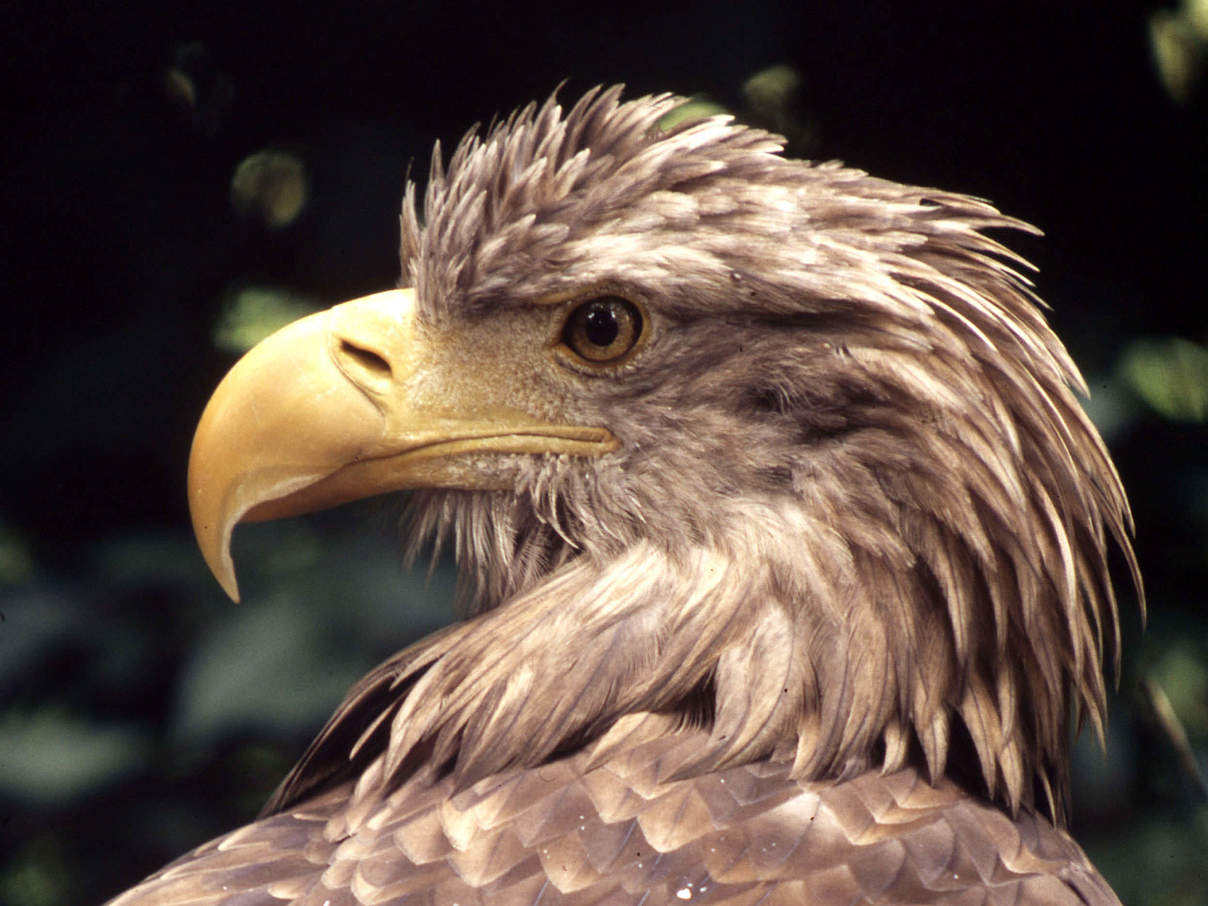 Seeadler © Chris Martin Bahr / WWF-Canon