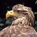 Seeadler © Chris Martin Bahr / WWF-Canon