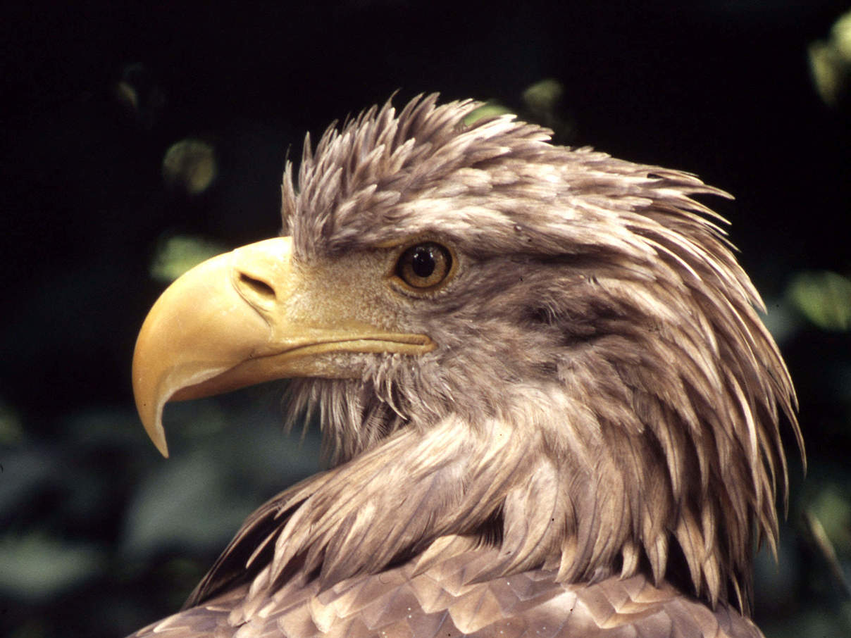 Seeadler © Chris Martin Bahr / WWF-Canon