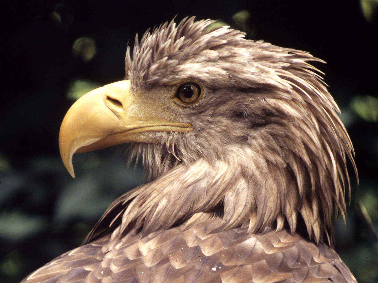 Seeadler © Chris Martin Bahr / WWF-Canon