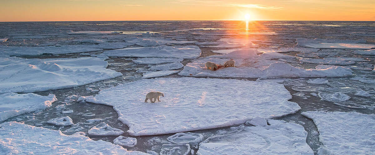 Eisbär auf treibendem Eis in Norwegen © naturepl.com / Ole Jorgen Liodden / WWF