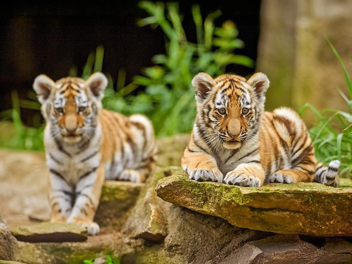 Tigernachwuchs 
