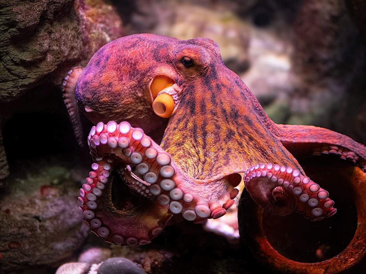 Oktopus wechselt Farbe und Musterung