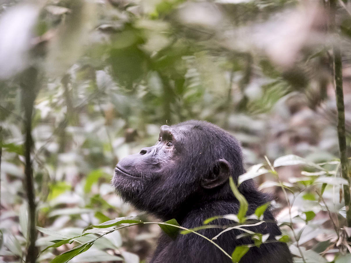 Schimpanse © Karen Foley