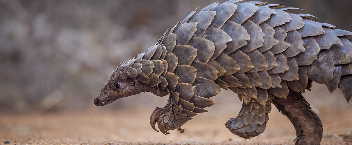 Temminck-Schuppentier Südafrika © naturepl.com / Neil Aldridge / WWF