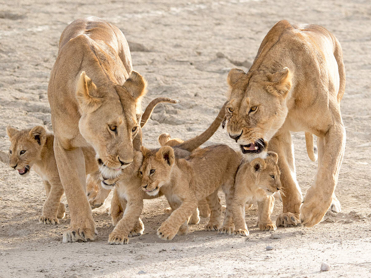 Zwei Löwinnen mit Jungtieren im Serengeti Nationalpark