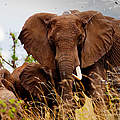 Elefanten im Selous © Greg Armfield / WWF