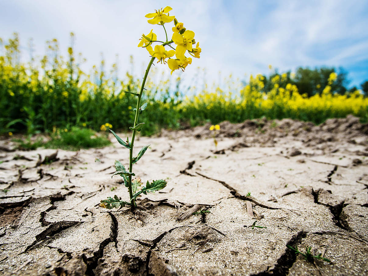 Eine Pflanze bricht durch trockenen Boden © gettyImages