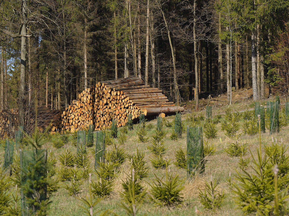 Forstwirtschaft mit Fichtenaufforstung und Stapel Holzstämme. © IMAGO / Shotshop
