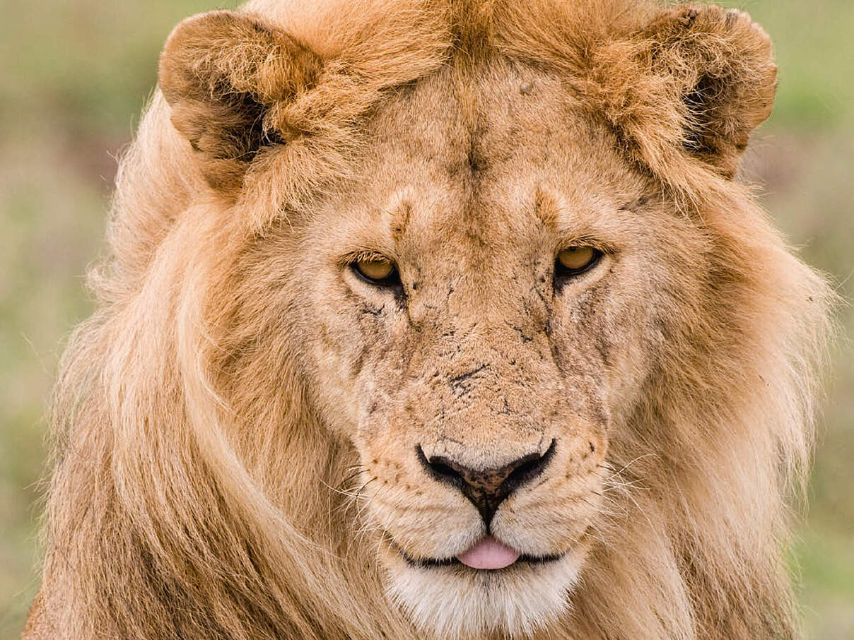 Geschenkurkunde "Löwen" © WWF