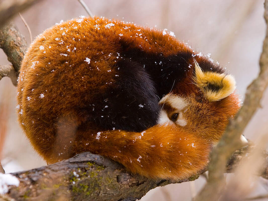 Roter Panda im Schnee © naturepl.com / Juan Carlos Munoz / WWF
