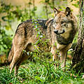 Wolf © Ralph Frank / WWF