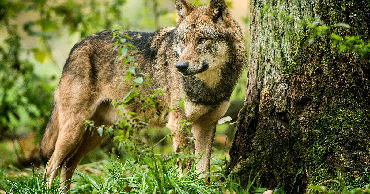 Verbreitung des Wolfs in Deutschland