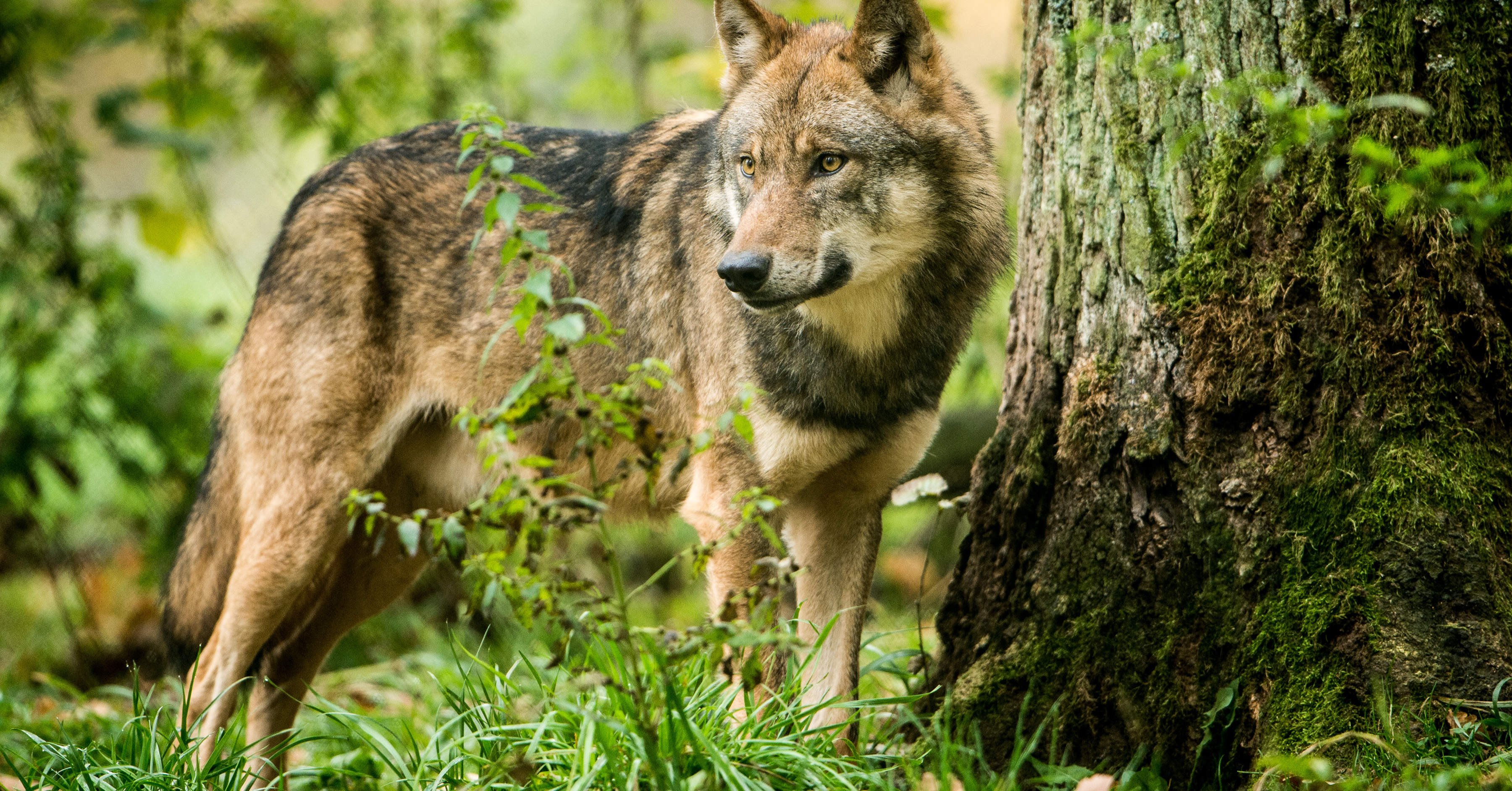 Lebensraum Wolf