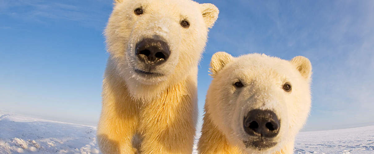 Zwei neugierige Eisbären © naturepl.com / Steven Kazlowski / WWF