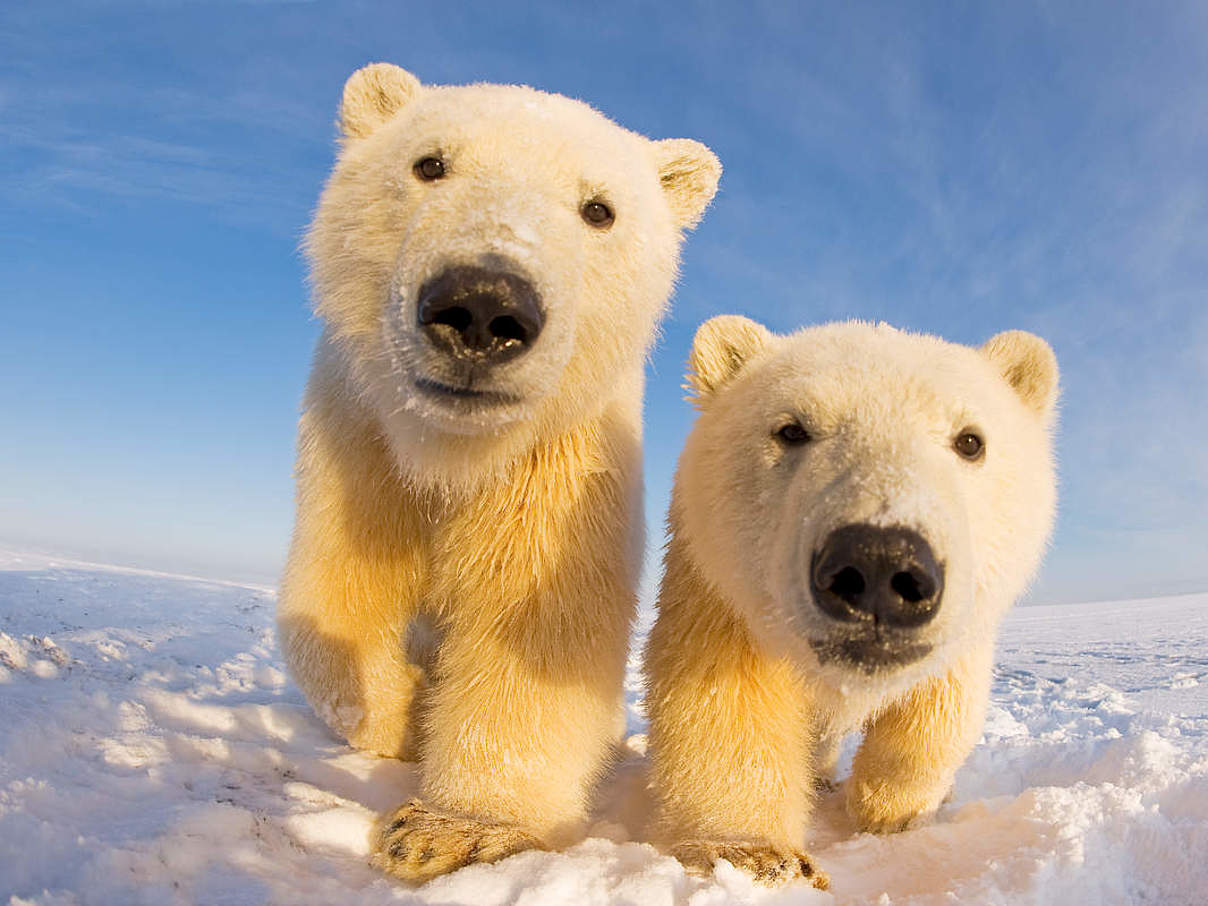 Zwei neugierige Eisbären © naturepl.com / Steven Kazlowski / WWF