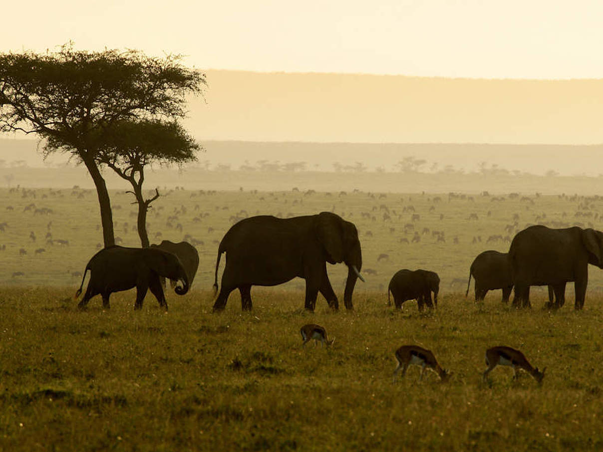 Elefanten bei ihrer Wanderung in der Masai Mara im Sonneruntergang © Michael Poliza / WWF