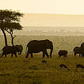 Elefanten bei ihrer Wanderung in der Masai Mara im Sonneruntergang © Michael Poliza / WWF