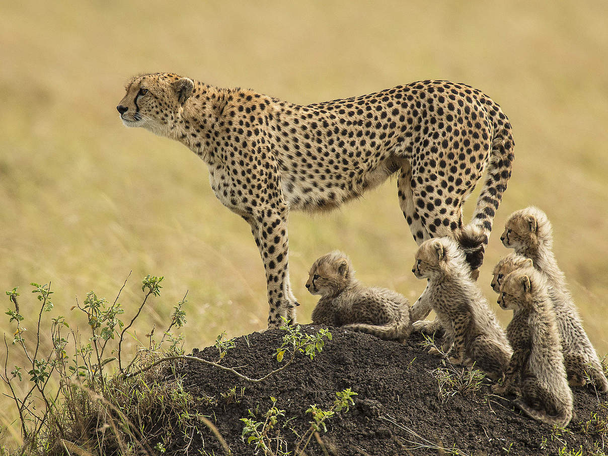 Gepardin in Kenia © Scott Davis