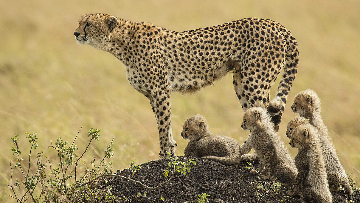 Gepardin in Kenia © Scott Davis