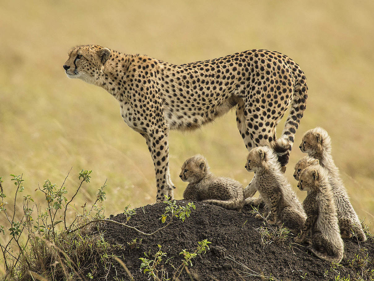 Gepardin in Kenia © Scott Davis
