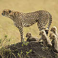 Gepardin in Kenia © Scott Davis
