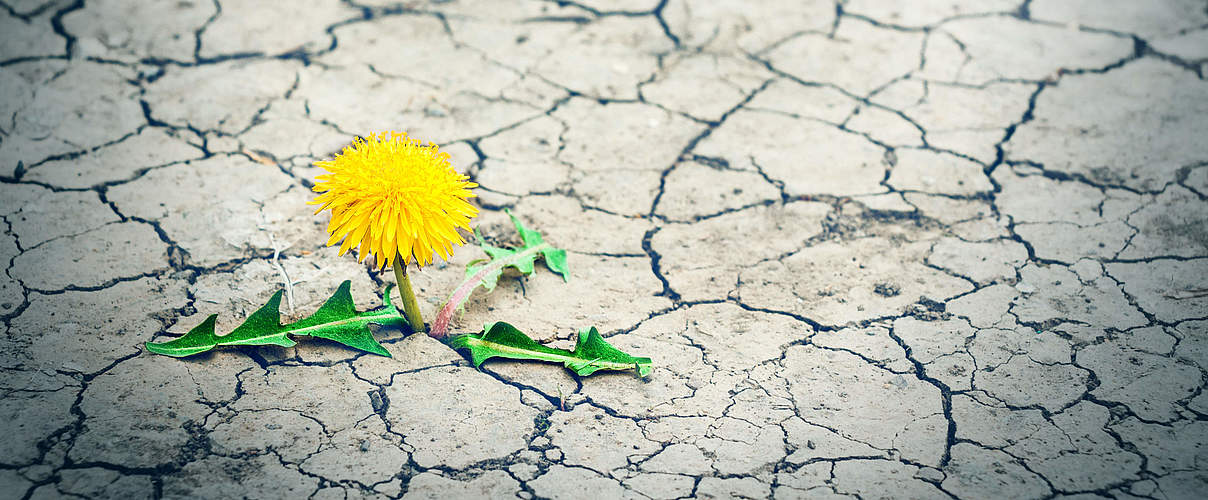 Small tree breaks through the pavement. Green sprout of a plant makes the way through a crack asphalt. Concept: don't give up no matter what, nothing is impossible.
