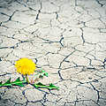 Small tree breaks through the pavement. Green sprout of a plant makes the way through a crack asphalt. Concept: don't give up no matter what, nothing is impossible.