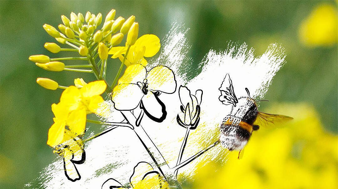 Hummel im Raps © WWF
