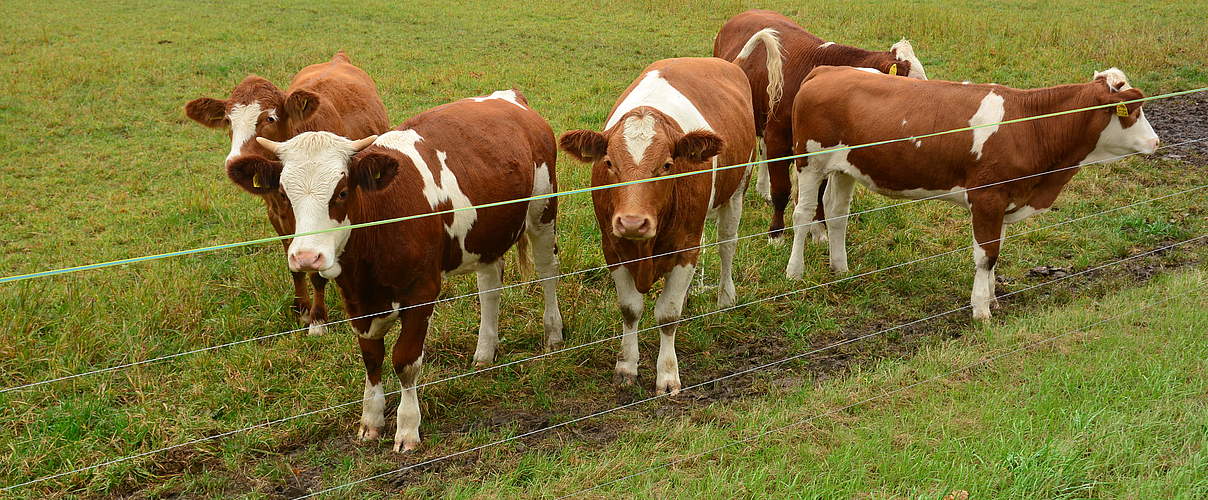 Spezialzaun als Herdenschutzmaßnahme © Kristina Gandl / WWF