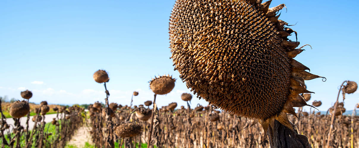 Von Dürre betroffenes Sonnenblumenfeld © EKH-Pictures / GettyImages / iStock