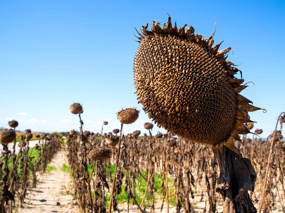 Von Dürre betroffenes Sonnenblumenfeld © EKH-Pictures / GettyImages / iStock